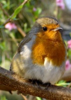 Roodborst nestkast